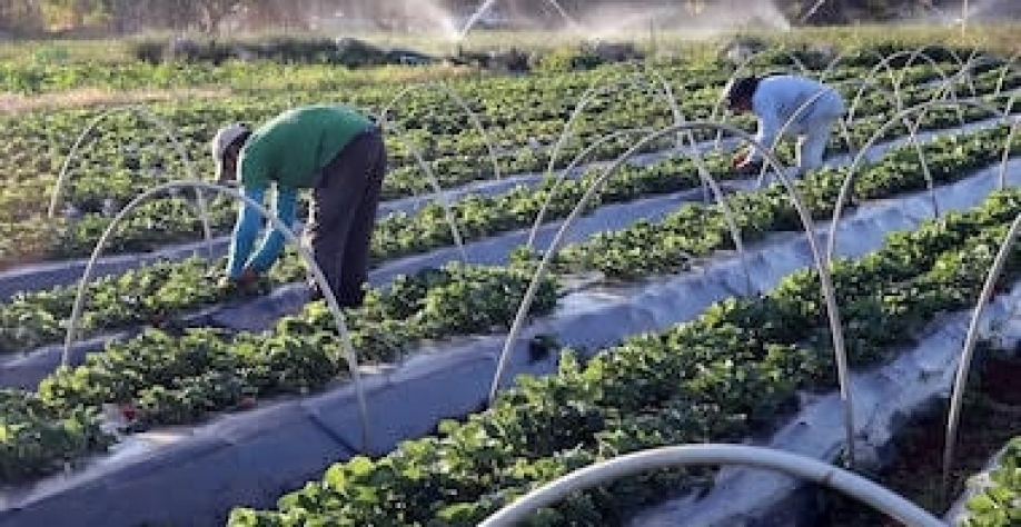 Organizações formam coalizão para acelerar agricultura regenerativa