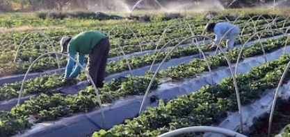 Organizações formam coalizão para acelerar agricultura regenerativa