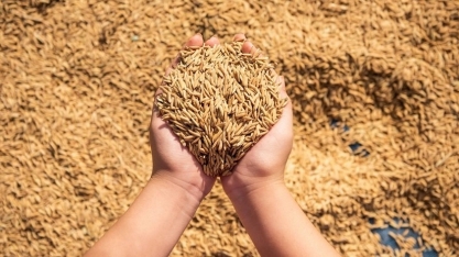 Governo vai liberar mais R$ 300 milhões para apoiar produtores de arroz