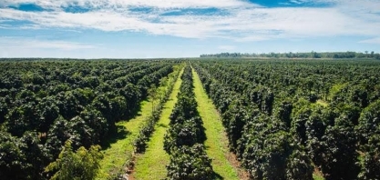 Chuvas “desaparecem” dos cafezais e preço do grão sobe em Nova York