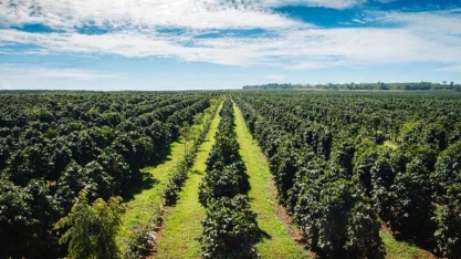 Chuvas “desaparecem” dos cafezais e preço do grão sobe em Nova York