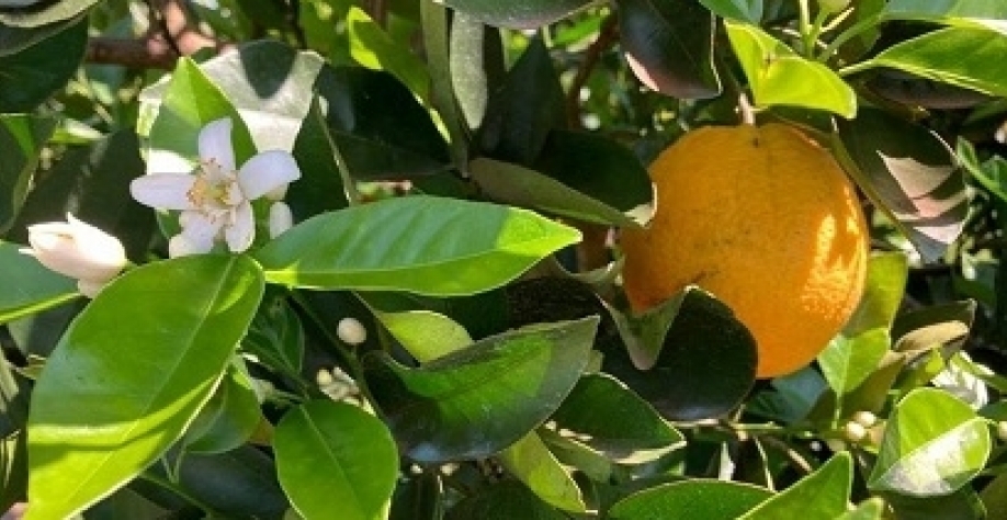 Produtores de laranja esperam mais chuvas para uma boa florada