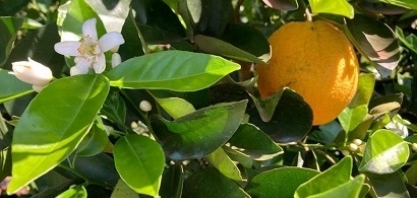 Produtores de laranja esperam mais chuvas para uma boa florada
