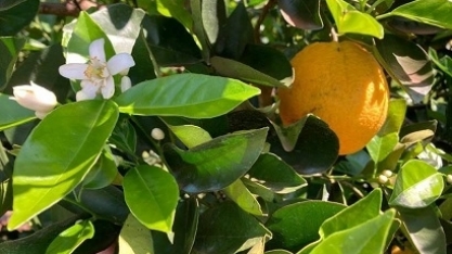 Produtores de laranja esperam mais chuvas para uma boa florada