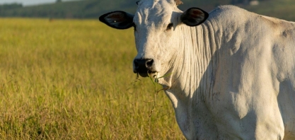 Por que produzimos menos carne que os EUA com mais que o dobro do gado?