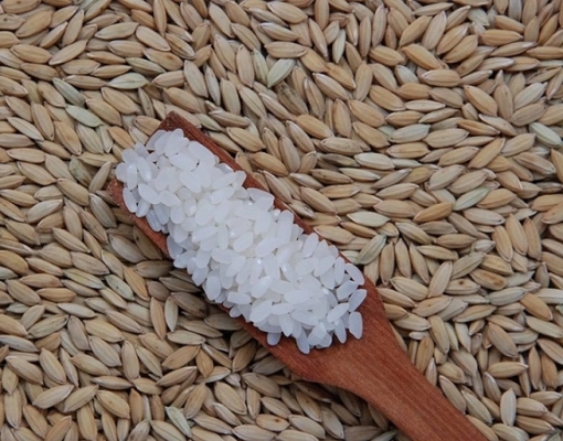 Preços mundiais do arroz caem para o menor nível em dez anos