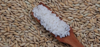 Preços mundiais do arroz caem para o menor nível em dez anos