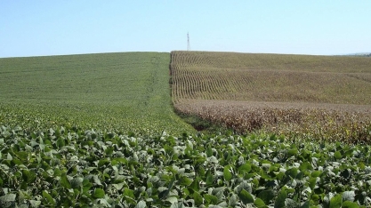 Margens para produtores de grãos encolhem diante de custos em alta