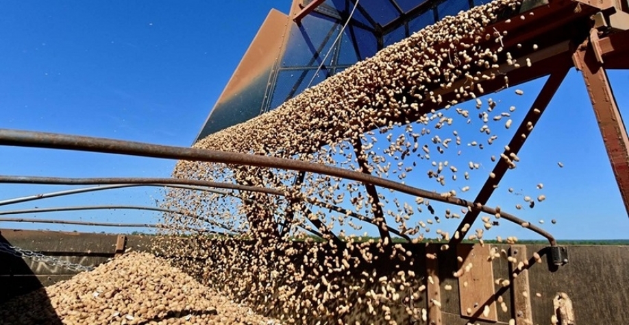 Exportação de amendoim avança 26% até agosto e soma 180 mil toneladas