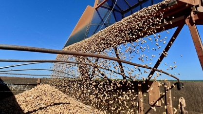 Exportação de amendoim avança 26% até agosto e soma 180 mil toneladas