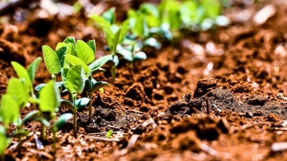 Brasil tem vantagens consolidadas para fortalecer agricultura regenerativa