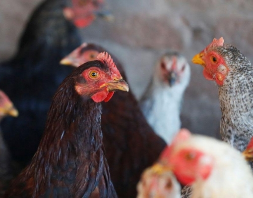 Disseminação de gripe aviária na Europa aumenta temores de nova crise