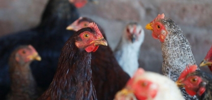 Disseminação de gripe aviária na Europa aumenta temores de nova crise