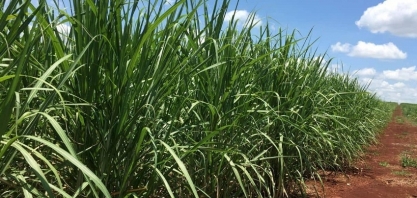  Bank of America rebaixa São Martinho e corta preço-alvo