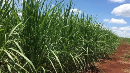  Bank of America rebaixa São Martinho e corta preço-alvo