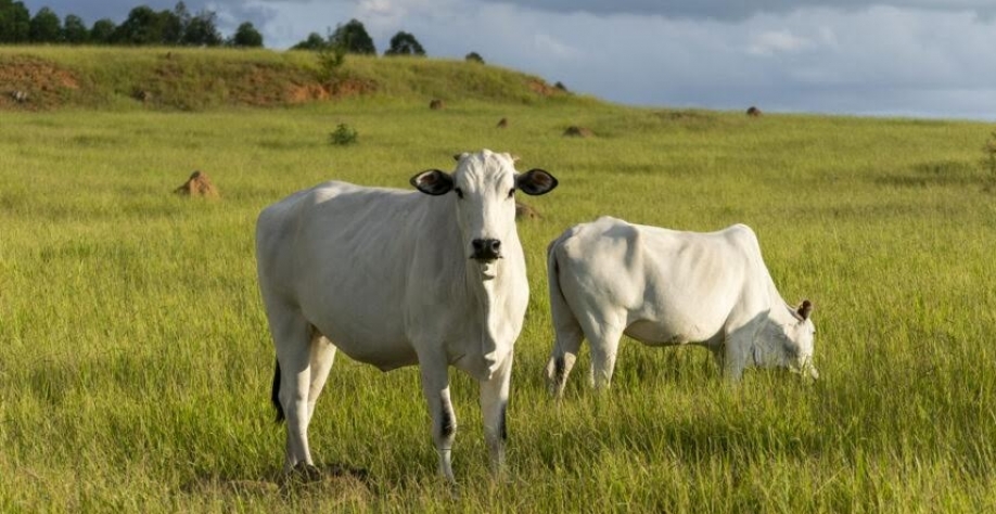 Vai faltar carne no mundo – e a Minerva quer lucrar com isso