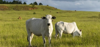Vai faltar carne no mundo – e a Minerva quer lucrar com isso
