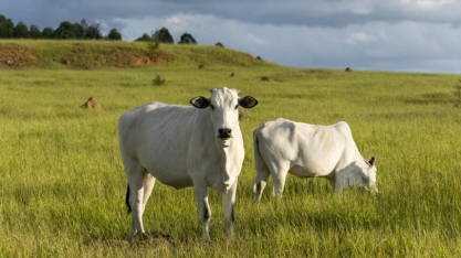 Vai faltar carne no mundo – e a Minerva quer lucrar com isso