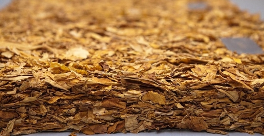 Faturamento com exportações de tabaco deve superar US$ 3 bilhões em 2025