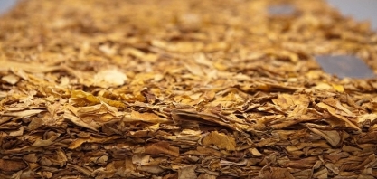 Faturamento com exportações de tabaco deve superar US$ 3 bilhões em 2025