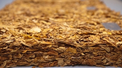 Faturamento com exportações de tabaco deve superar US$ 3 bilhões em 2025