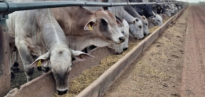 Preço do boi gordo sobe na maioria das regiões do Brasil