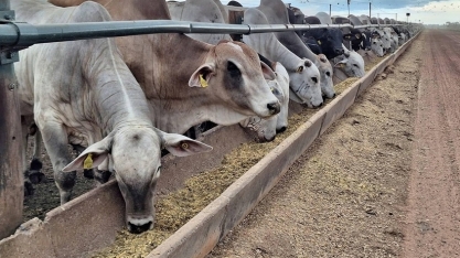 Preço do boi gordo sobe na maioria das regiões do Brasil