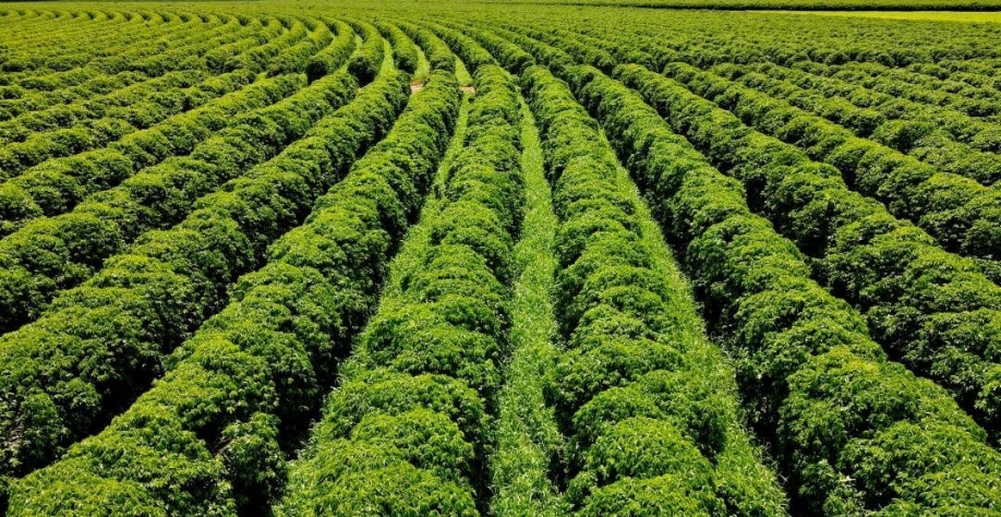 MG: R$ 1 bi para a maior fazenda de café arábica irrigado do mundo