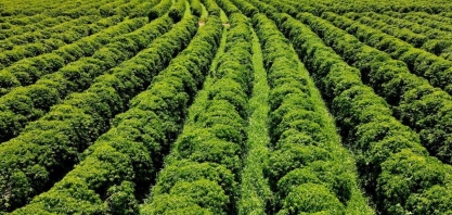 MG: R$ 1 bi para a maior fazenda de café arábica irrigado do mundo