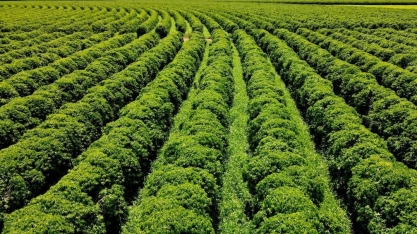 MG: R$ 1 bi para a maior fazenda de café arábica irrigado do mundo