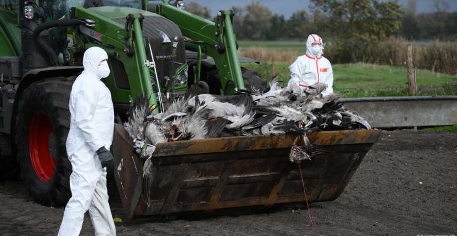 Casos de gripe aviária na Alemanha atingem maior número em três anos