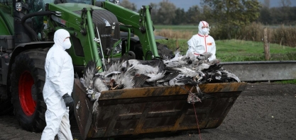 Casos de gripe aviária na Alemanha atingem maior número em três anos