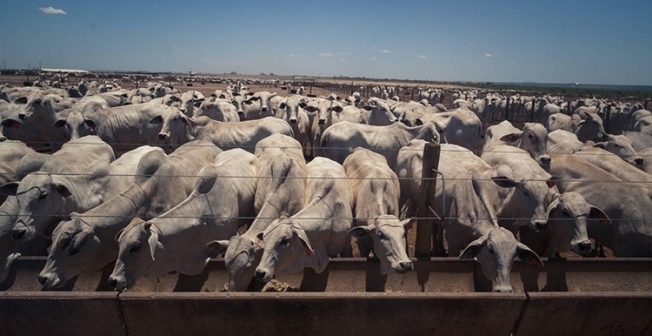 Preço do boi gordo encerra outubro com alta de quase 5% no mês