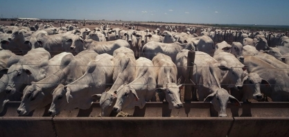 Preço do boi gordo encerra outubro com alta de quase 5% no mês