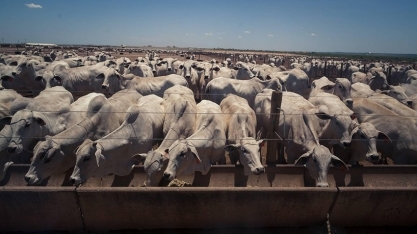 Preço do boi gordo encerra outubro com alta de quase 5% no mês