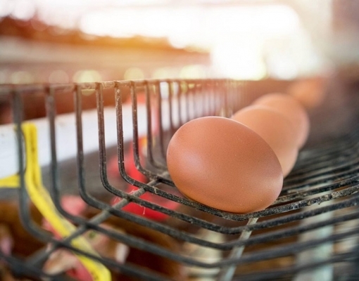 Custos menores devem sustentar crescimento da produção de ovos em 2026