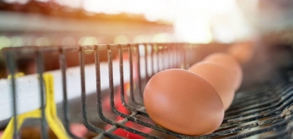 Custos menores devem sustentar crescimento da produção de ovos em 2026