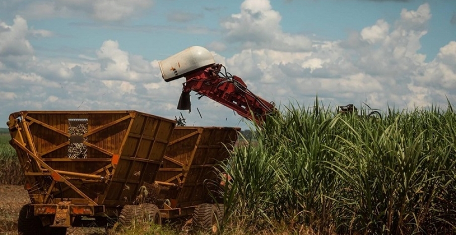 Jalles encerra moagem de 2025/26 com 5,9% menos cana que o estimado