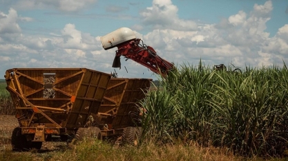 Jalles encerra moagem de 2025/26 com 5,9% menos cana que o estimado