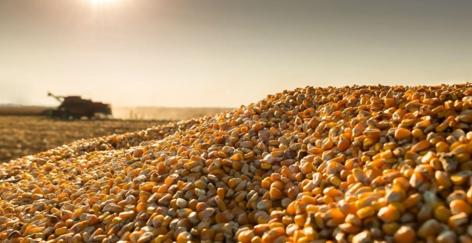 Brasil habilita estabelecimentos para exportação de DDGs e sorgo à China