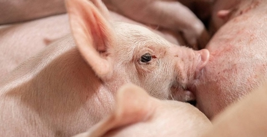 Exportações de carne suína sobem 10,1% em outubro