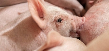 Exportações de carne suína sobem 10,1% em outubro