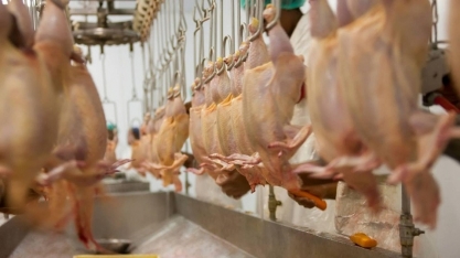 UE:Volta do pré-listing para a exportação de carne de aves e ovos do Brasil