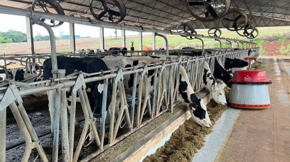 Automação eleva produção diária de leite em 7,4%, aponta estudo