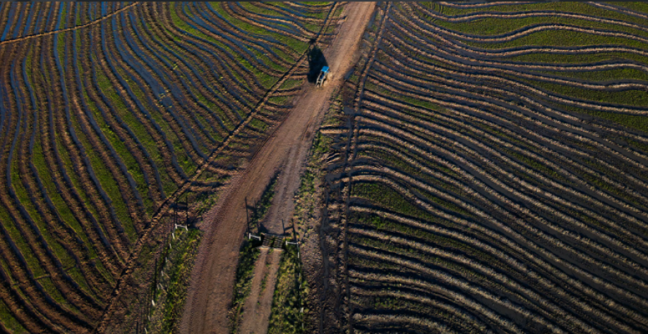Crise do arroz contrasta com nova supersafra de grãos no País