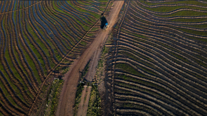 Crise do arroz contrasta com nova supersafra de grãos no País