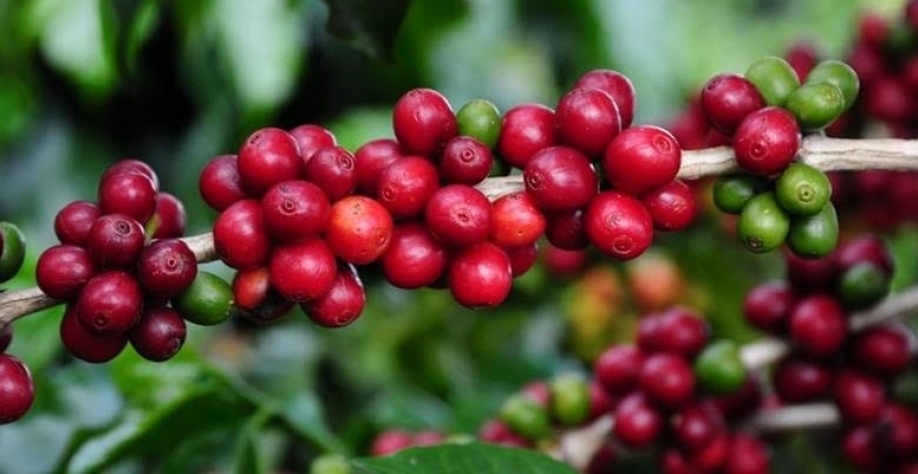  Café despenca em NY após Trump sugerir recuo do tarifaço