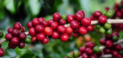  Café despenca em NY após Trump sugerir recuo do tarifaço