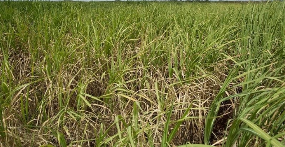 'Inimigo silencioso' pode causar perdas de até 50% na cana-de-açúcar
