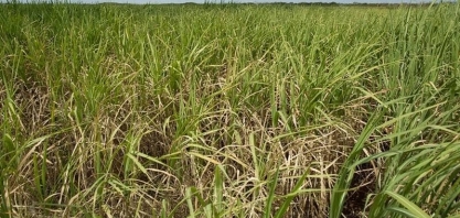 'Inimigo silencioso' pode causar perdas de até 50% na cana-de-açúcar